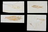 Lot: Cheap to Green River Fossil Fish - Pieces #81228-3
